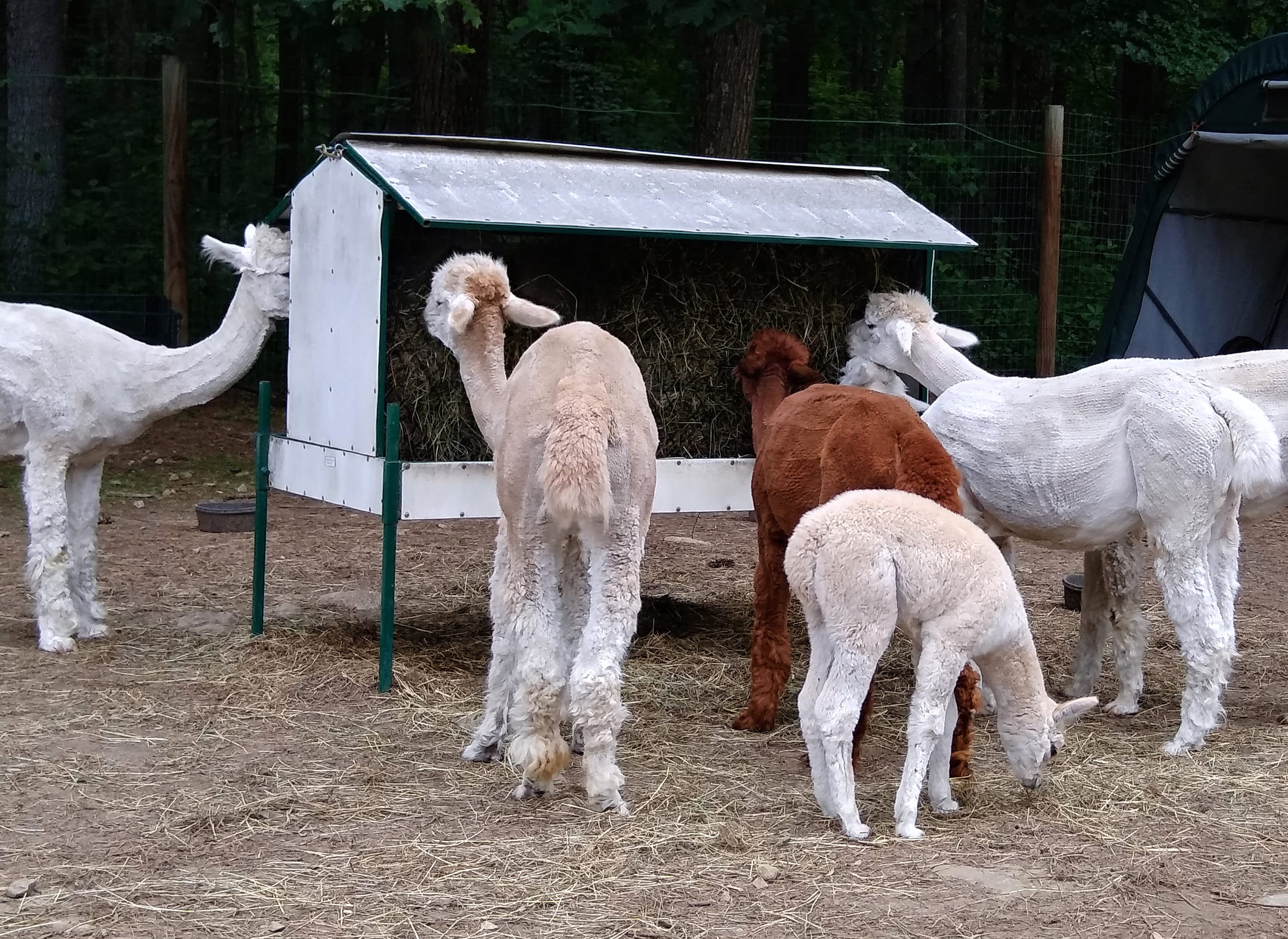 Feeding time at Borgstein Alpaca Farm