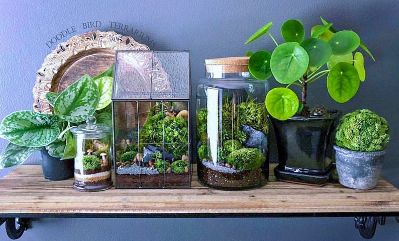 Modern day Wardian case terrariums by Doodle Bird Terrariums