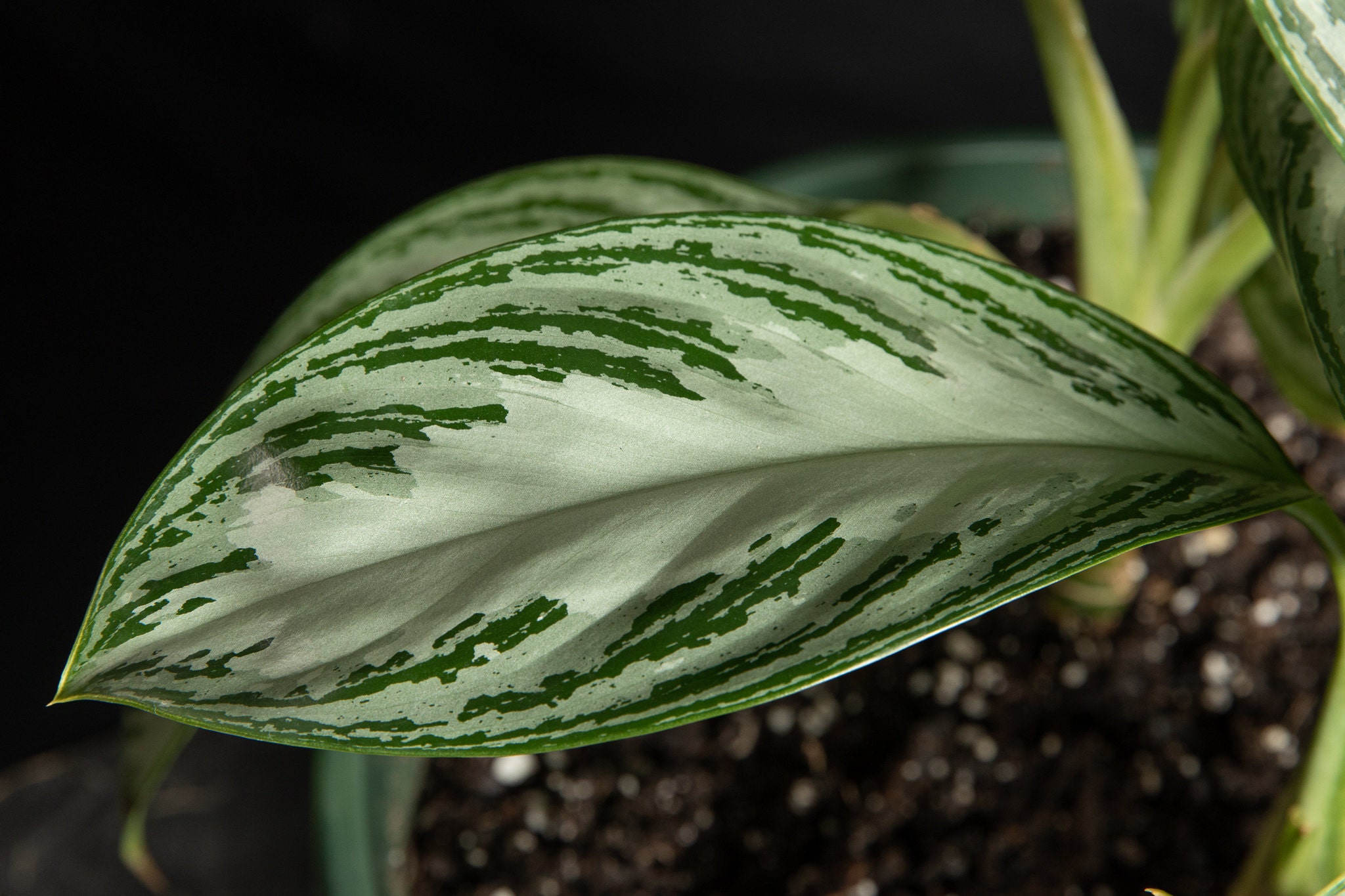 Chinese evergreen (Aglaonema) removes benzene, formaldehyde and tri-chloroethylene from their environment