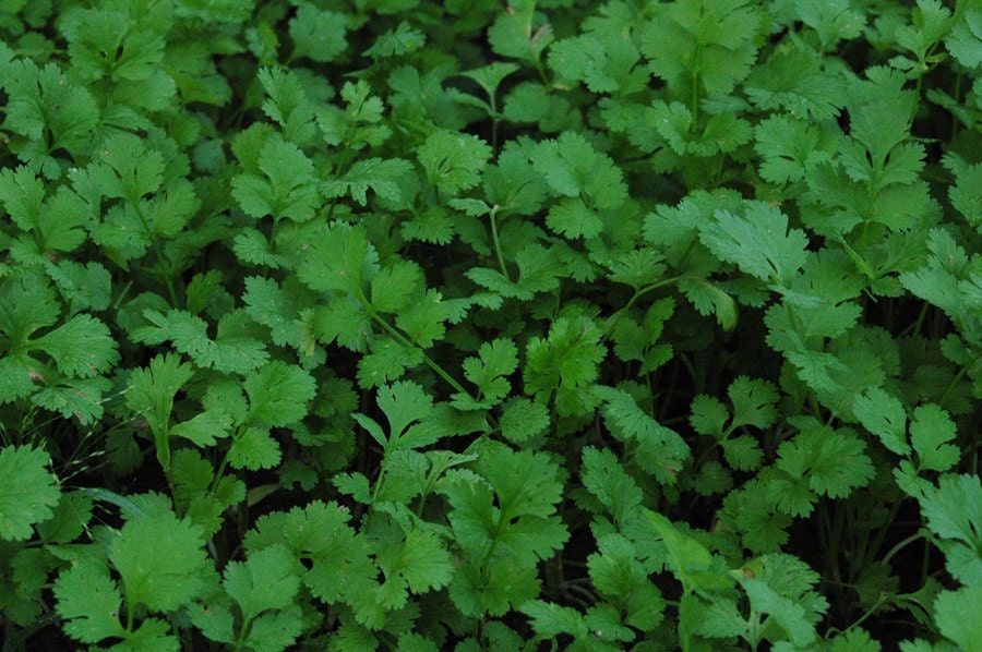 Cilantro