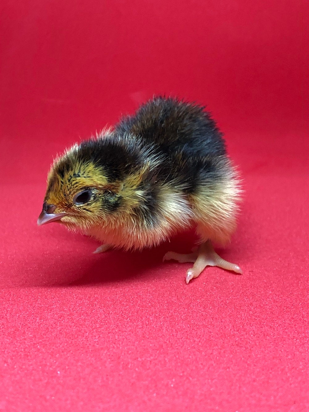 Baby Quail Panda