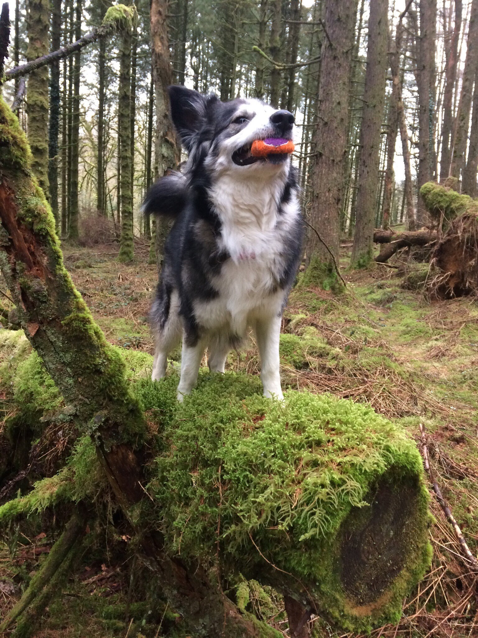 Shap - Alaskan malamute x collie - not always so photgenic