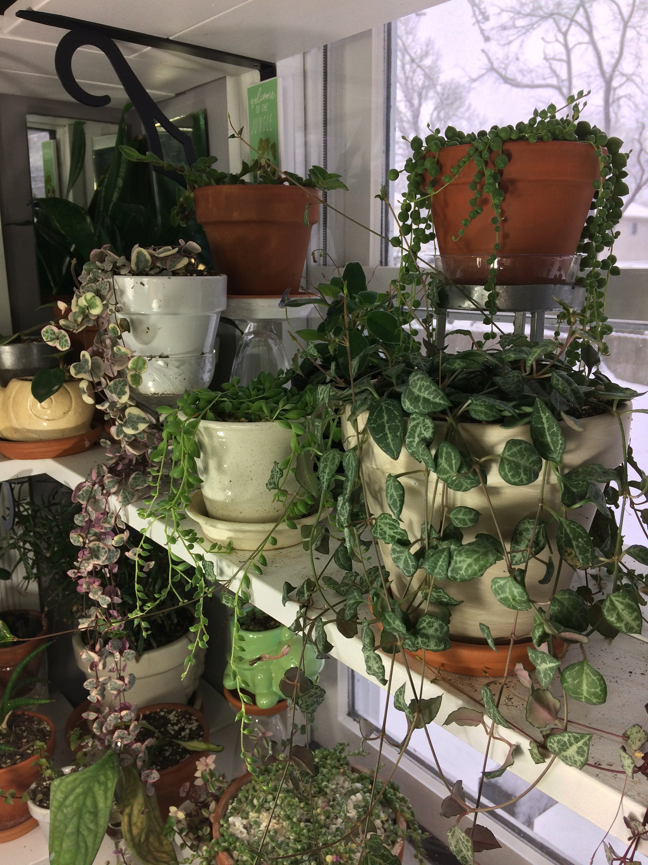 String of plants are some of the most commonly loved-to-death plants. With a little neglect, theyll thrive!