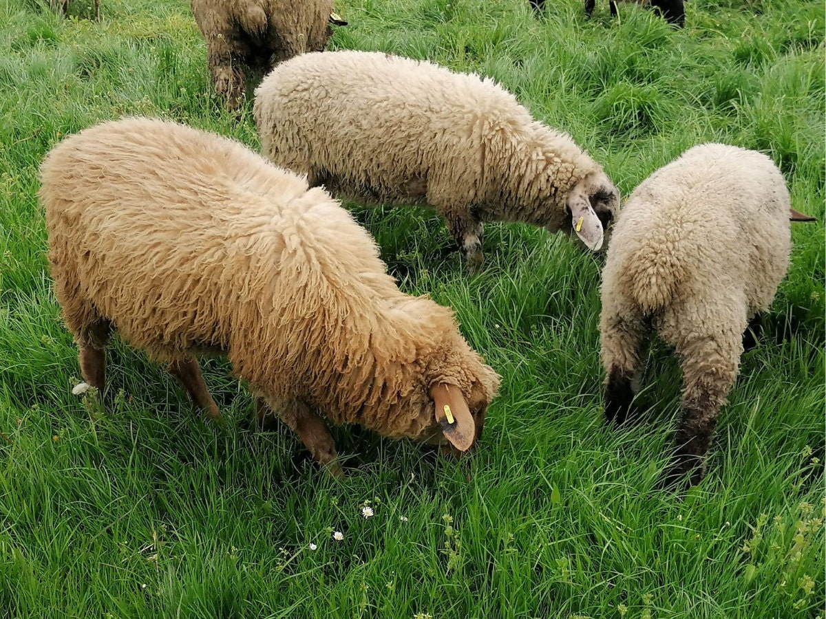 Höllenschafe auf der Wiese