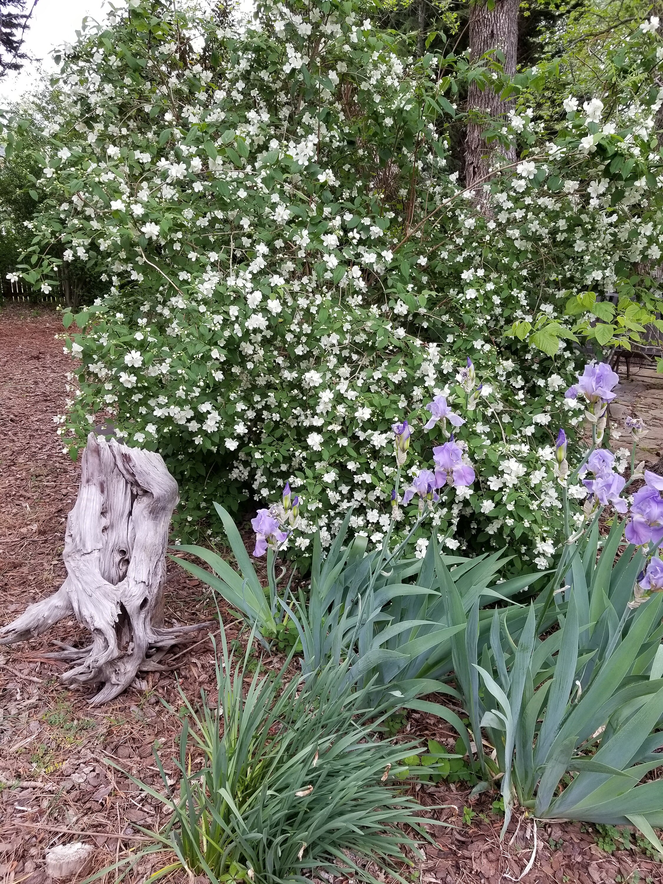 XL cedar root with orange blossom bush and iris