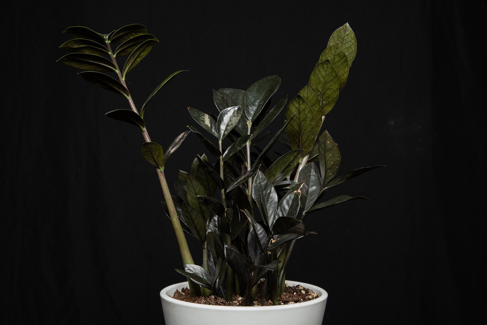 ZZ Plant - Especially Raven ZZ can thrive happily in low light