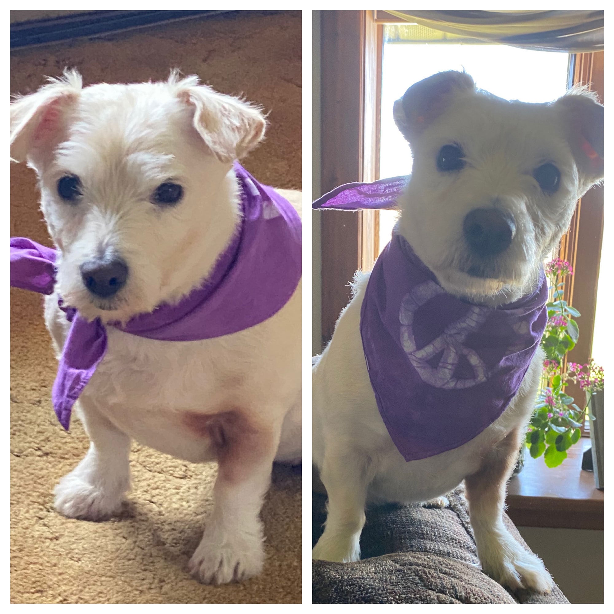 Peace, Baby! dog bandanas