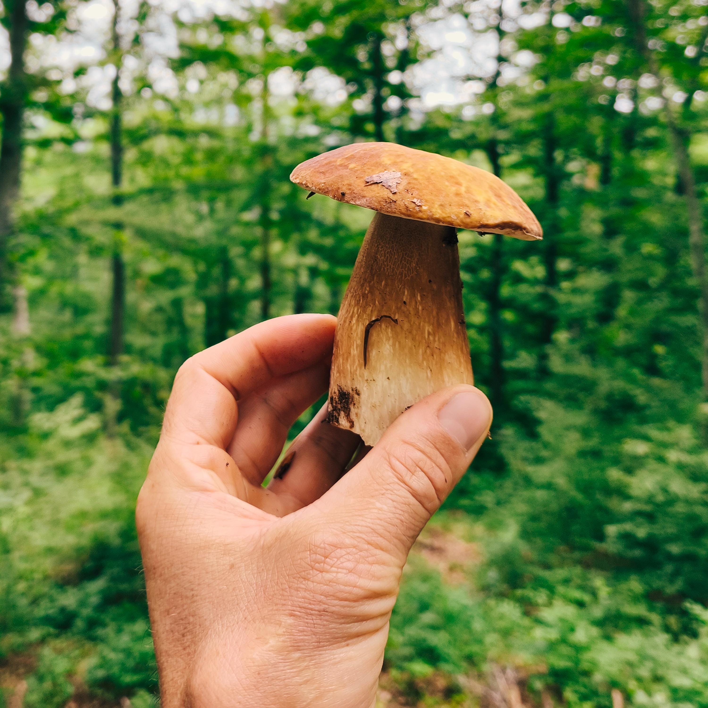 Seasonal wild mushrooms in a forest setting