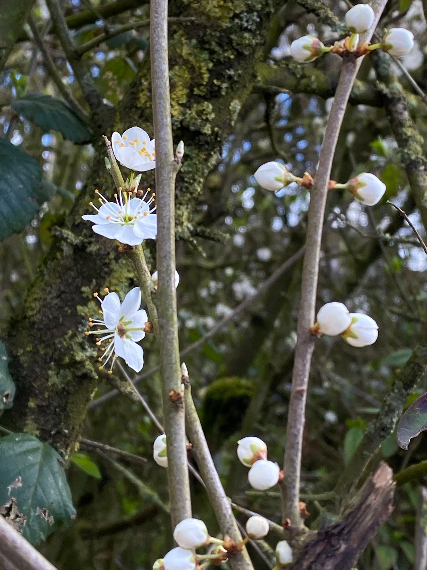 Cherry Plum Blossom