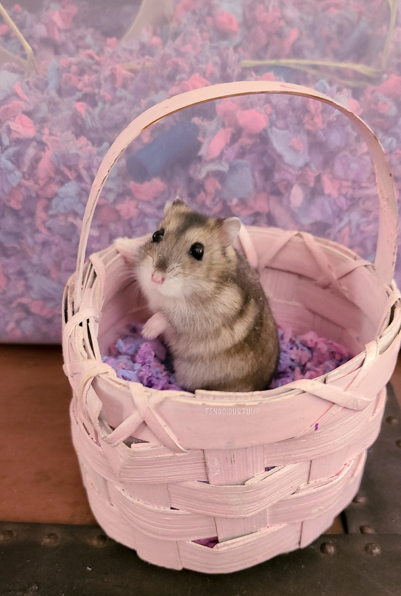 grey dwarf hamster in a small pink basket filled with hamster bedding