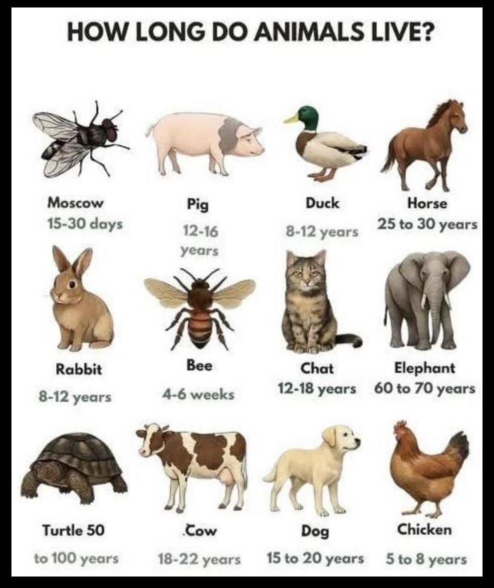 Lifespan of Animals  The fly lives 15–30 days, a brief but intense existence.  The pig usually reaches 12–16 years with proper care and feeding.  The duck lives around 8–12 years, especially in safe environments.  The horse can live 25–30 years, depending on care and activity.  The rabbit’s lifespan is about 8–12 years, influenced by its habitat.  The bee lives only 4–6 weeks but plays a vital role in nature.  The cat reaches 12–18 years, sometimes more when well cared for.  The elephant lives 60–70 years, a true symbol of wisdom and endurance.  The tortoise can live 50–100 years, one of the longest-living creatures.  The cow’s lifespan is 18–22 years, depending on farming conditions.  The dog lives 15–20 years, remaining a loyal friend through it all.  The chicken lives 5–8 years, often less under intensive farming.
