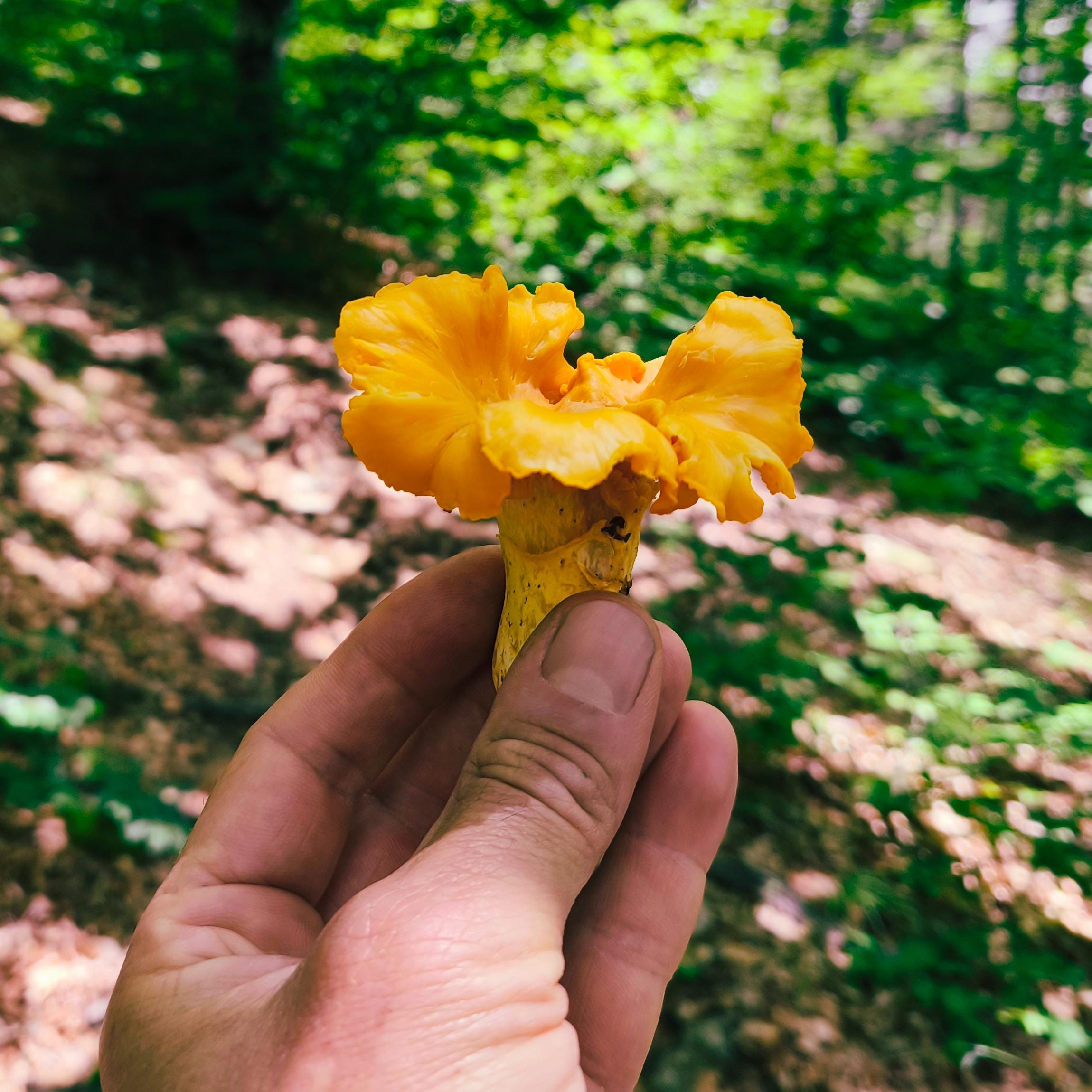 rhodope mountain forests