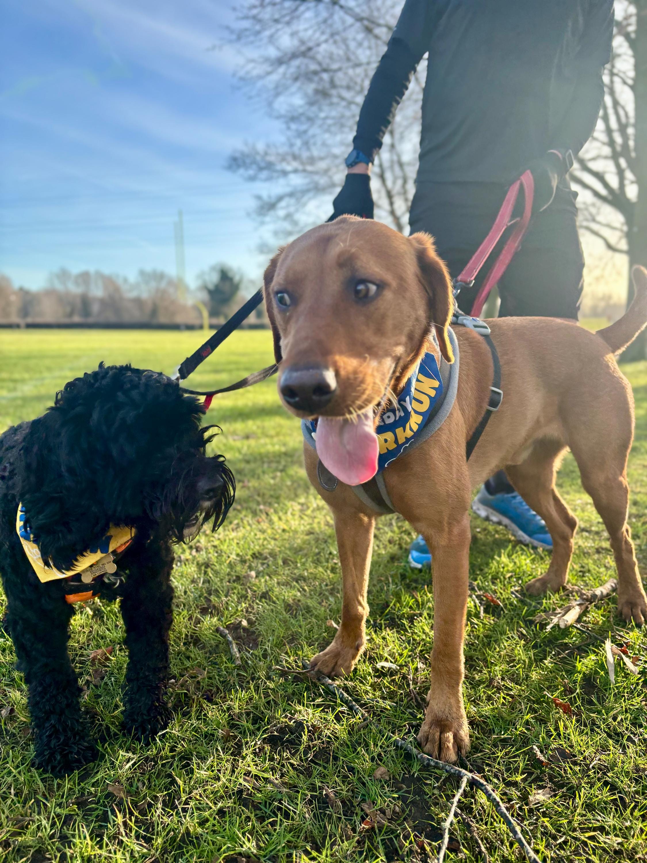 A small black dog on the left and a larger ginger labrador on the right. Both are wearing Saturday is for Barkrun dog bandanas, one is blue and the other yellow