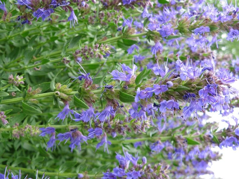 Hyssop