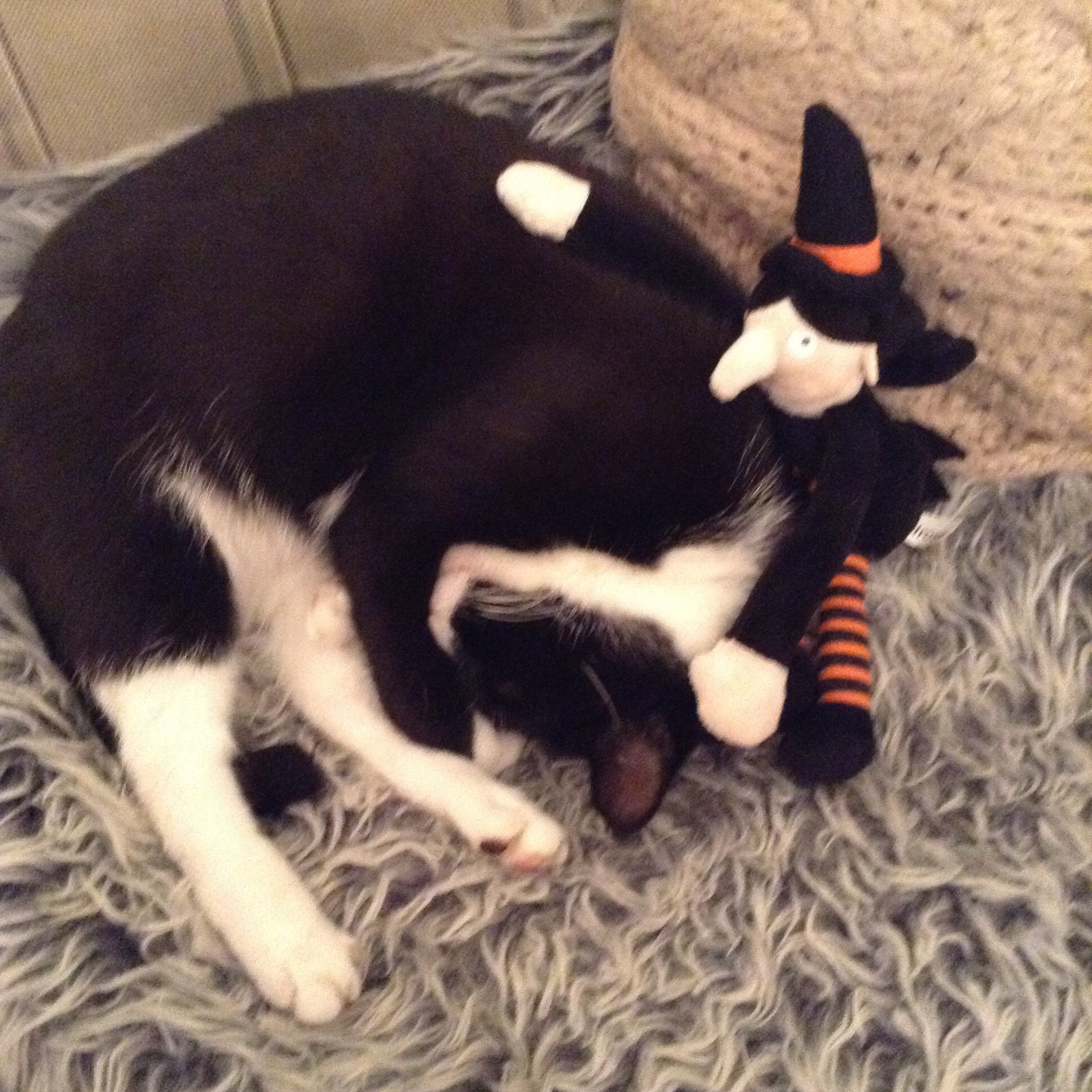 Crafts4Cats