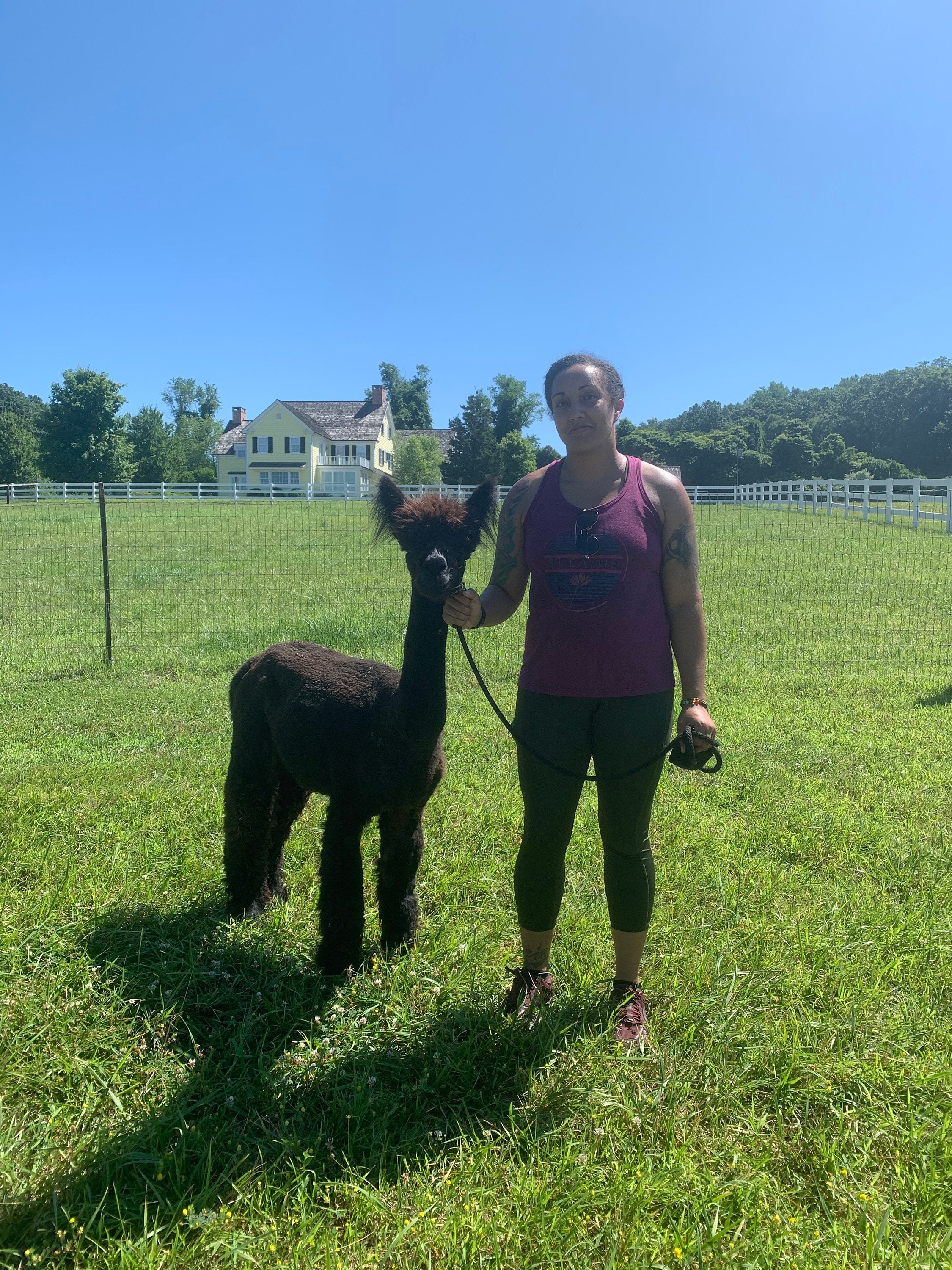 Iona the Alpaca