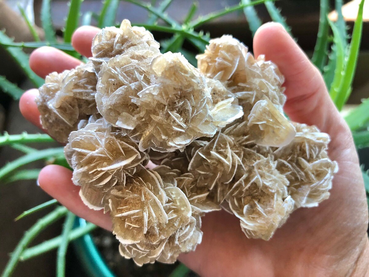 Desert Rose Selenite