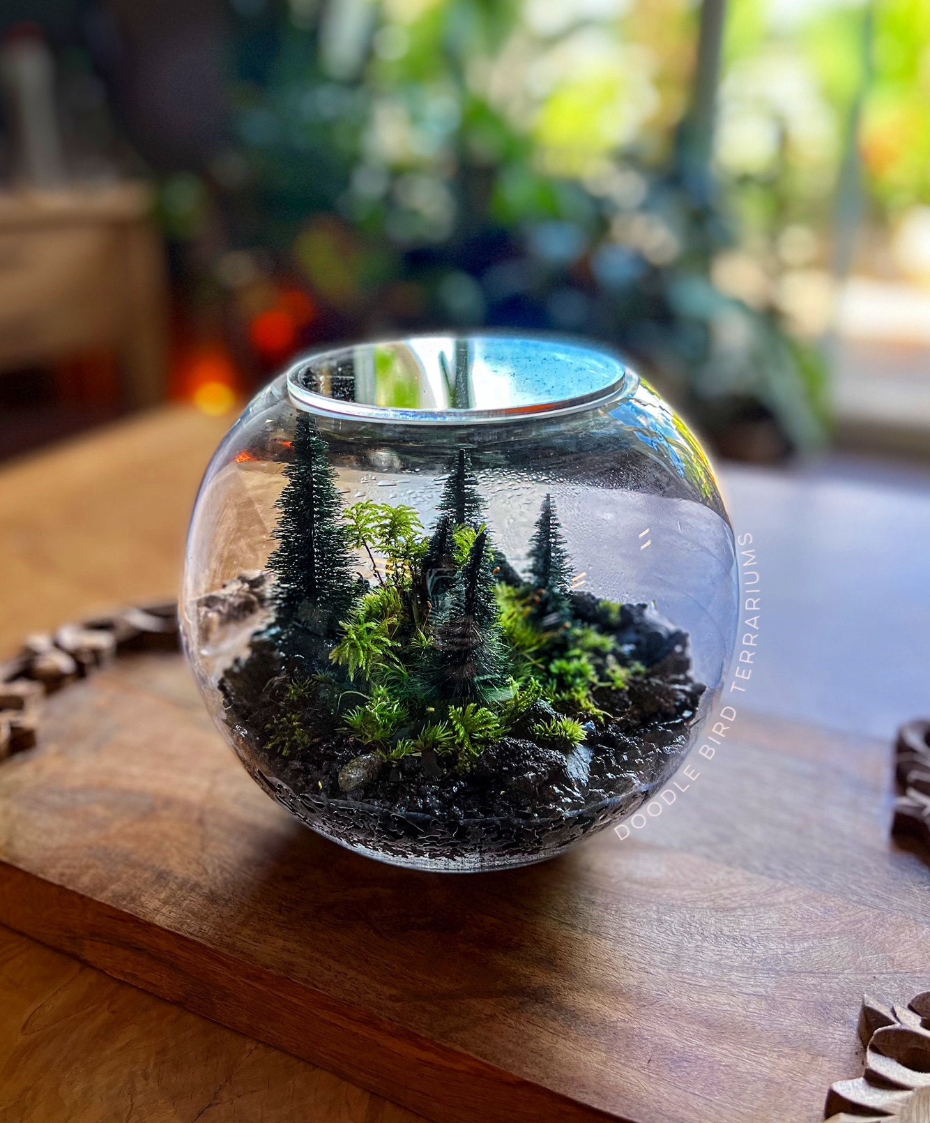 terrarium with pine trees