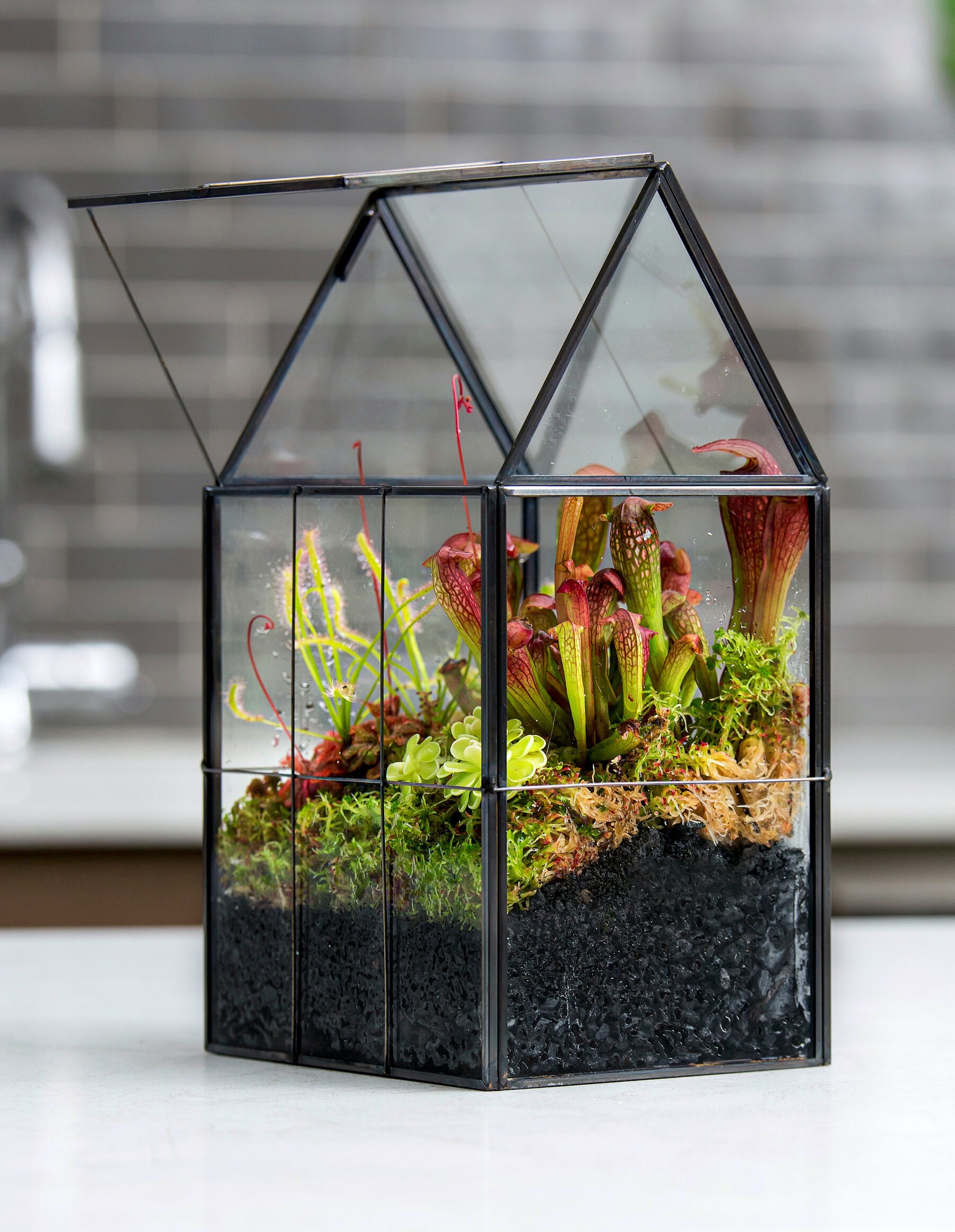 carnivorous plant terrarium patricia buzo