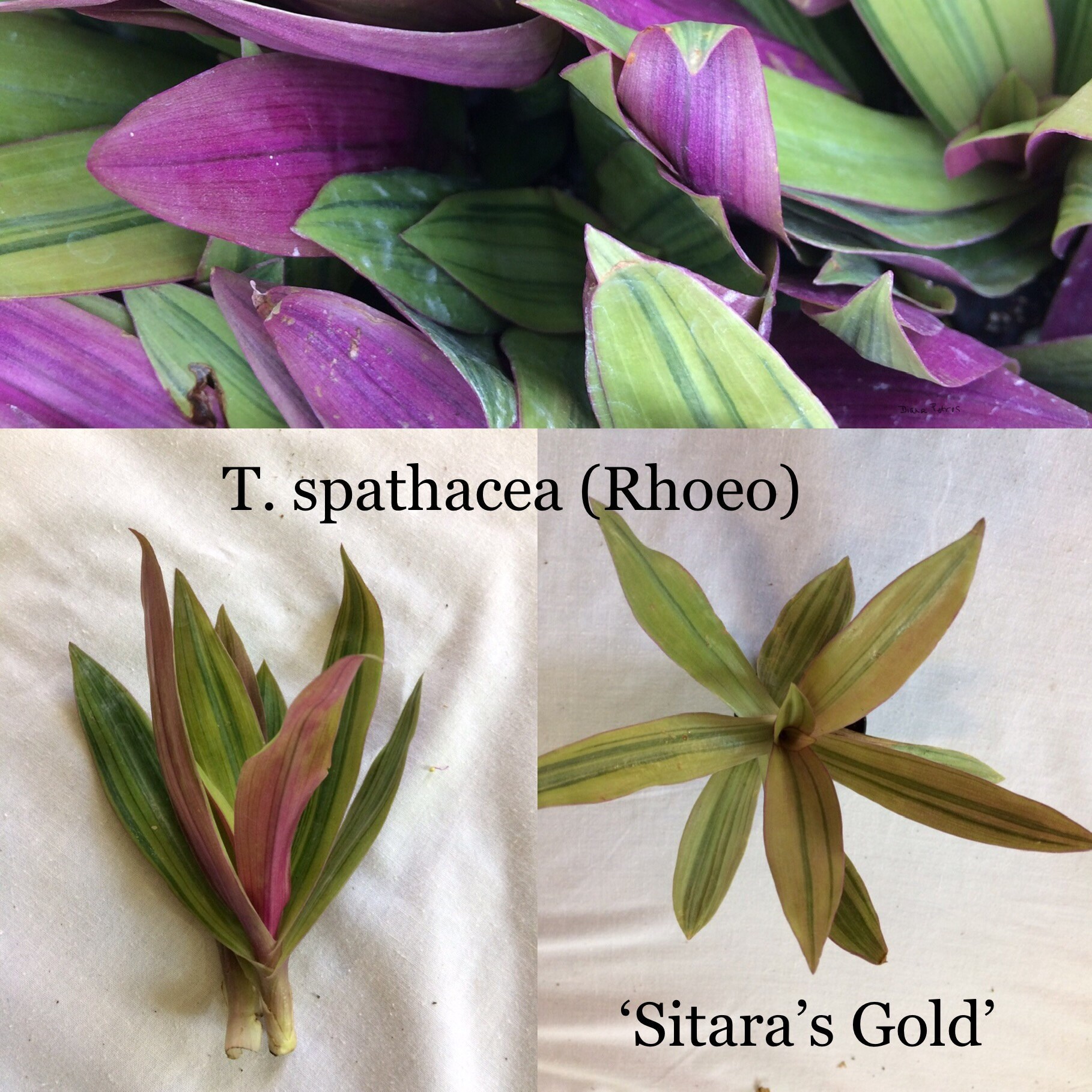 tradescantia spathacea sitara gold