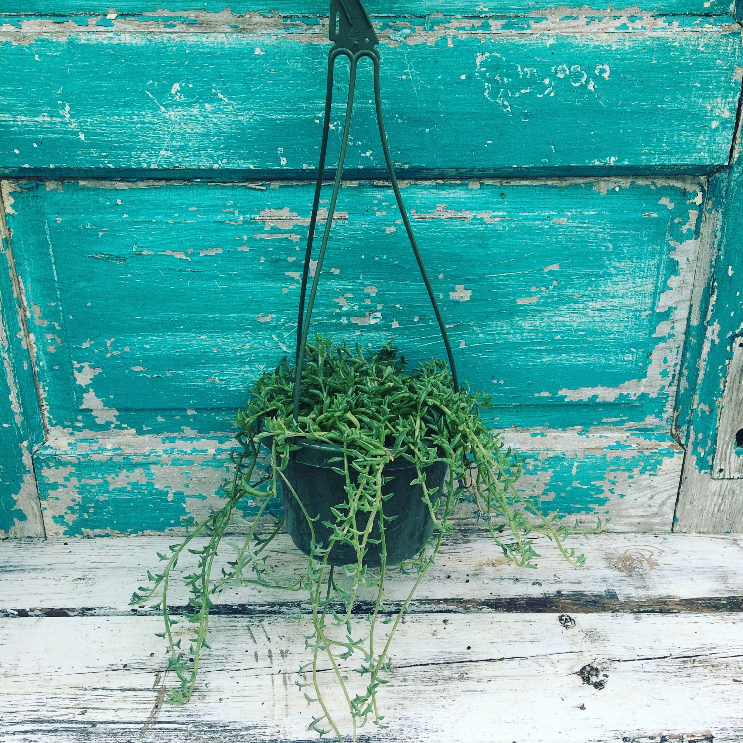 Our 6 hanging basket, available in the shop