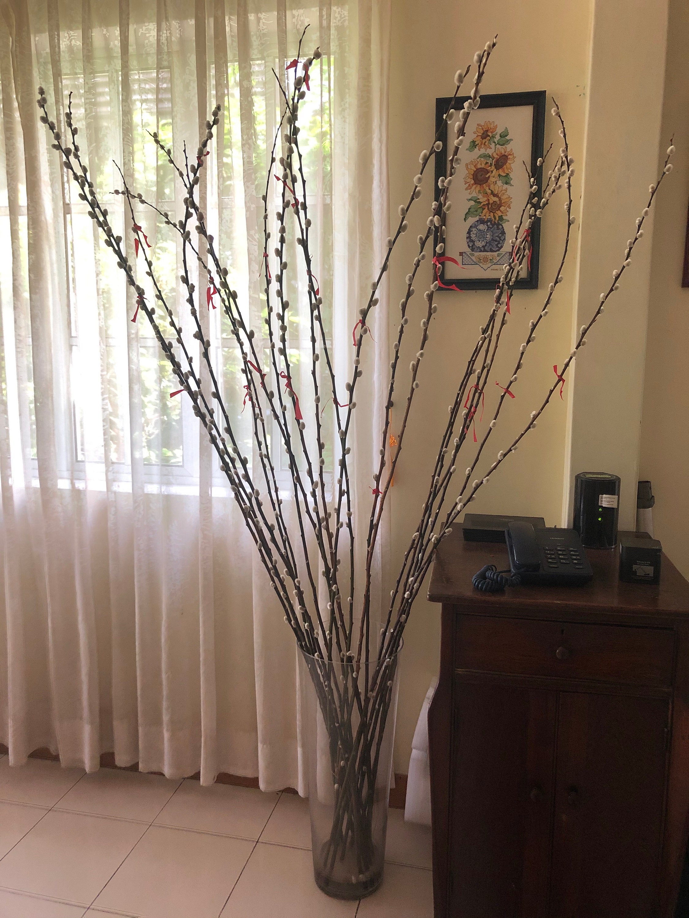 pussy willow
