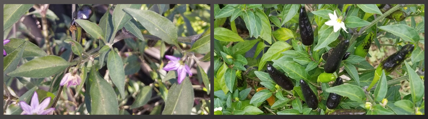 Black Cobracom with purple flowers grown by Everythingpeppers.