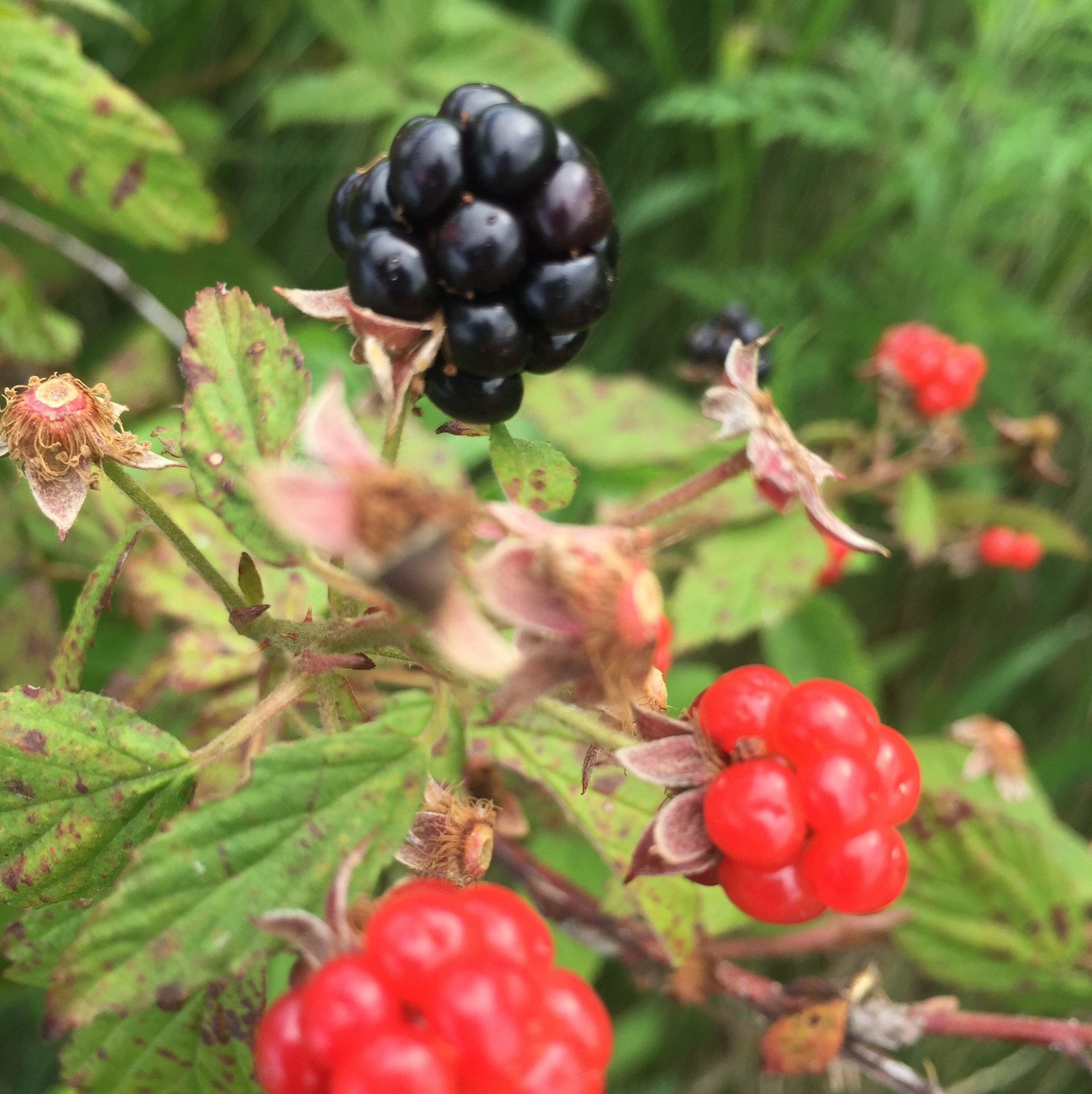 Wild rasperry (Rubus occidentalis