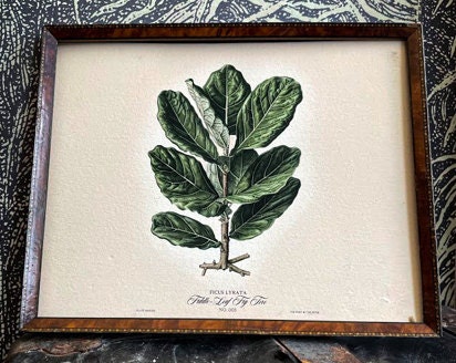 A thrifted frame featuring the The Poet and The Pipers Snake Plant Print