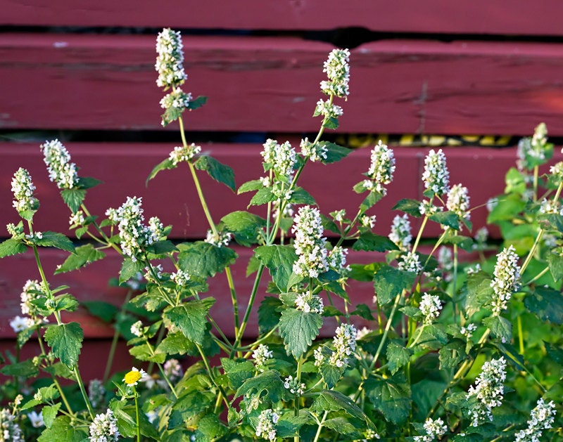 Catnip