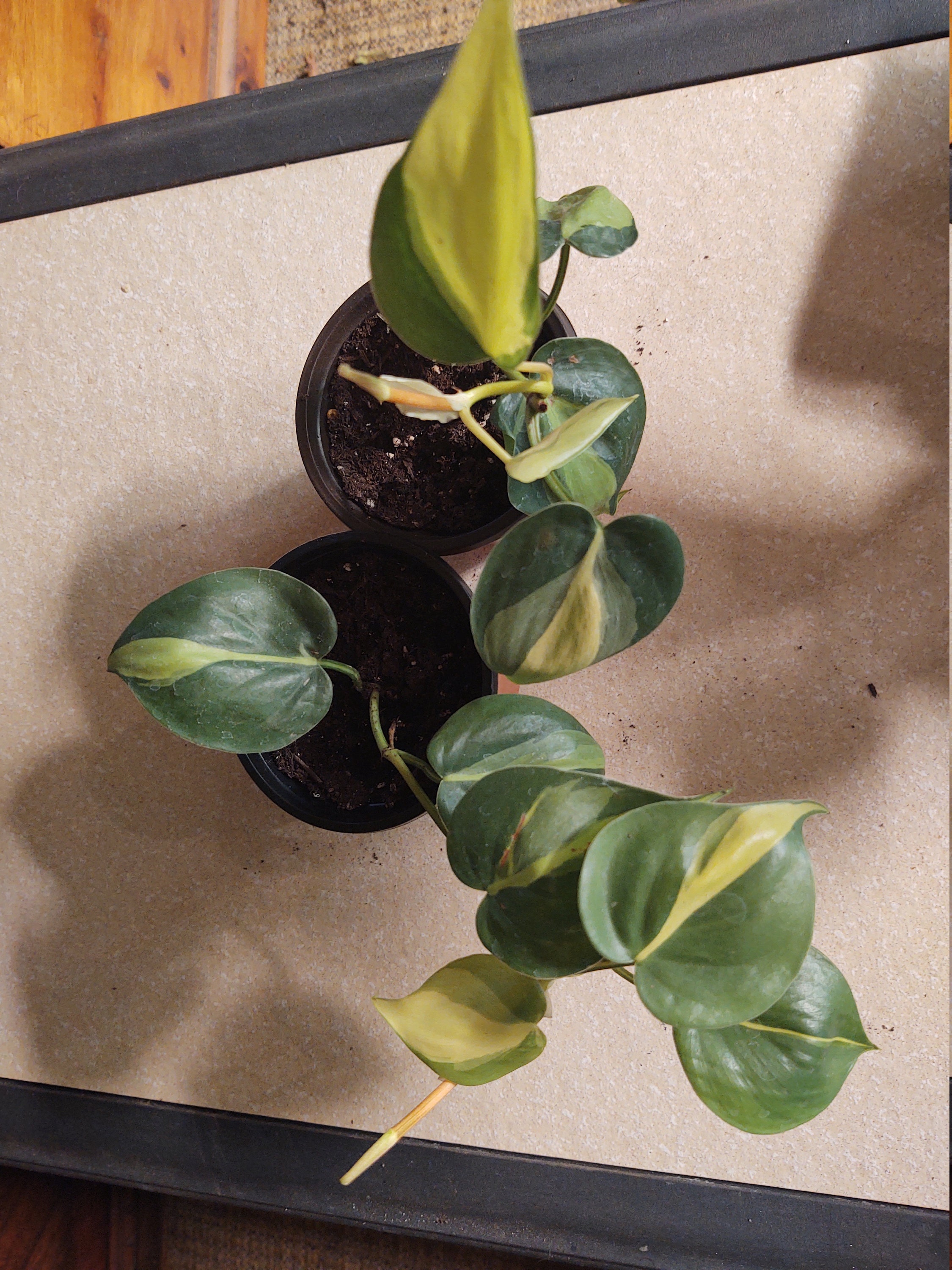 Philodendron Brasil from My Sylvan Gardens