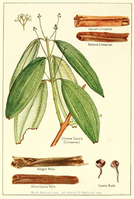 botanical illustration of cinnamon