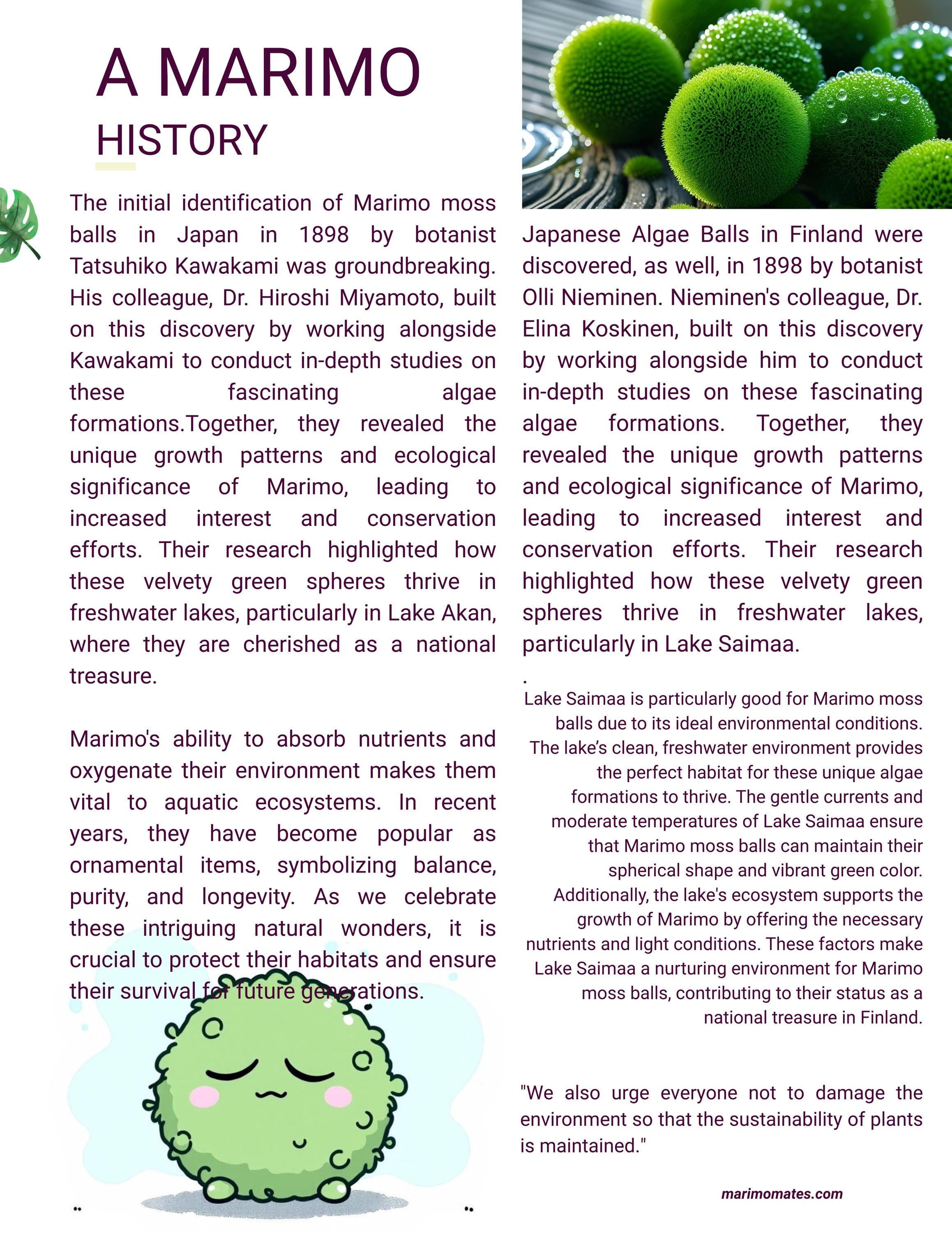 sharing knowledge about the history of Marimo Moss balls