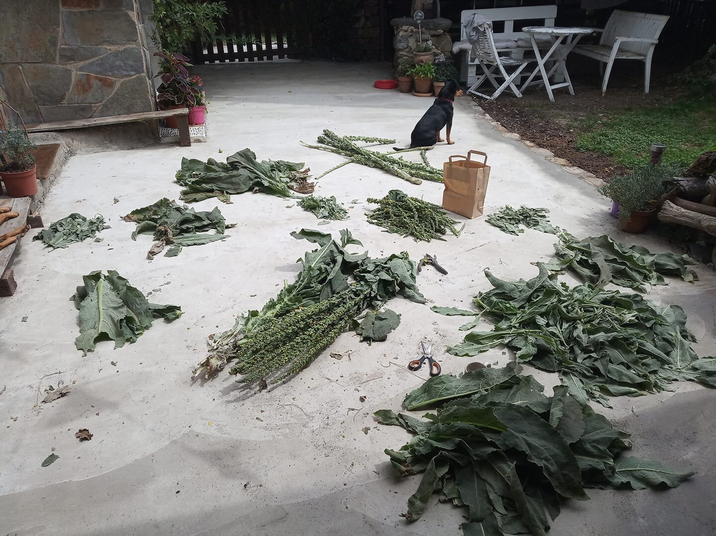 Sorting out Mullein for drying