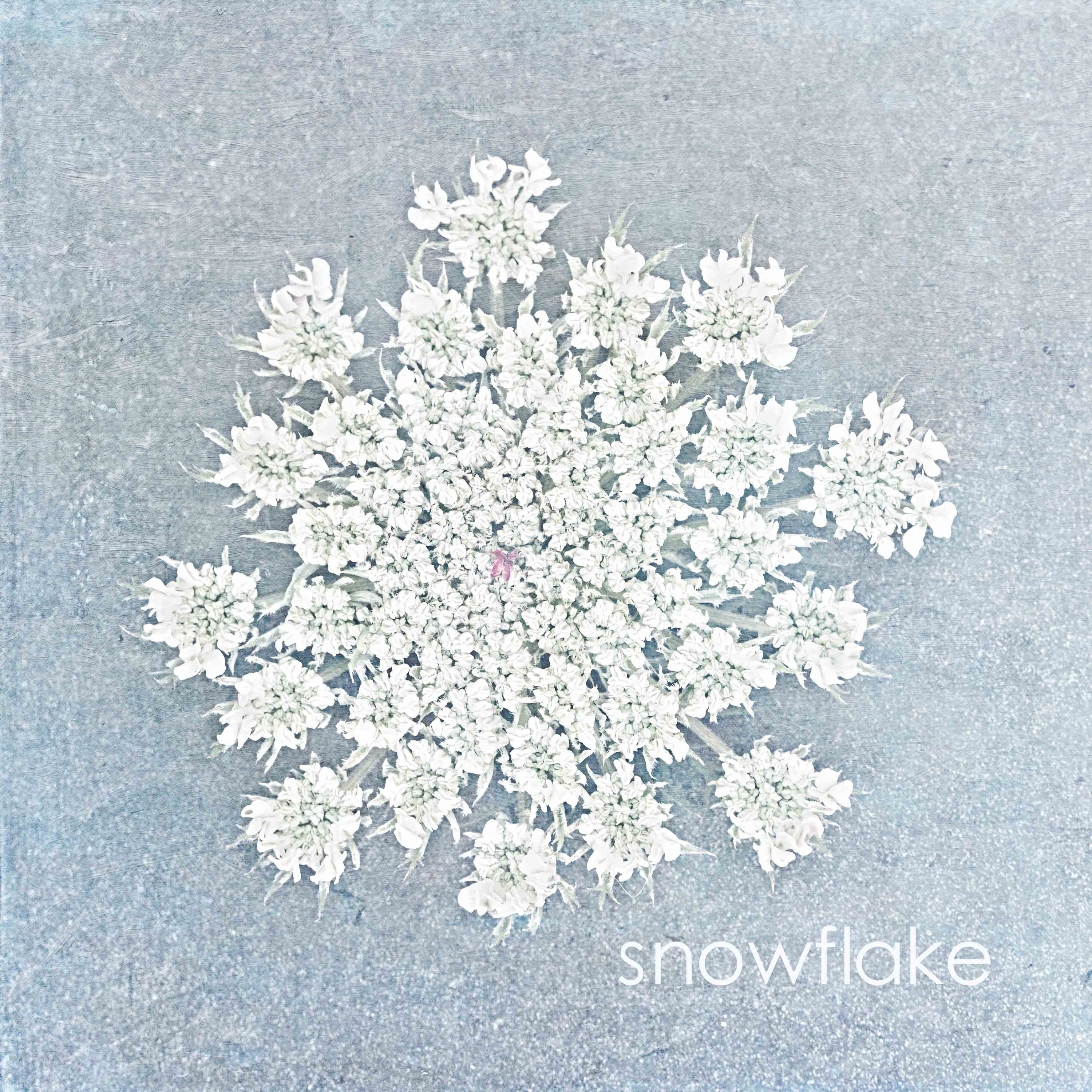 grey and white floral botanical fine art at the affordable art fair christmas market by deborah pendell with morgan davies art