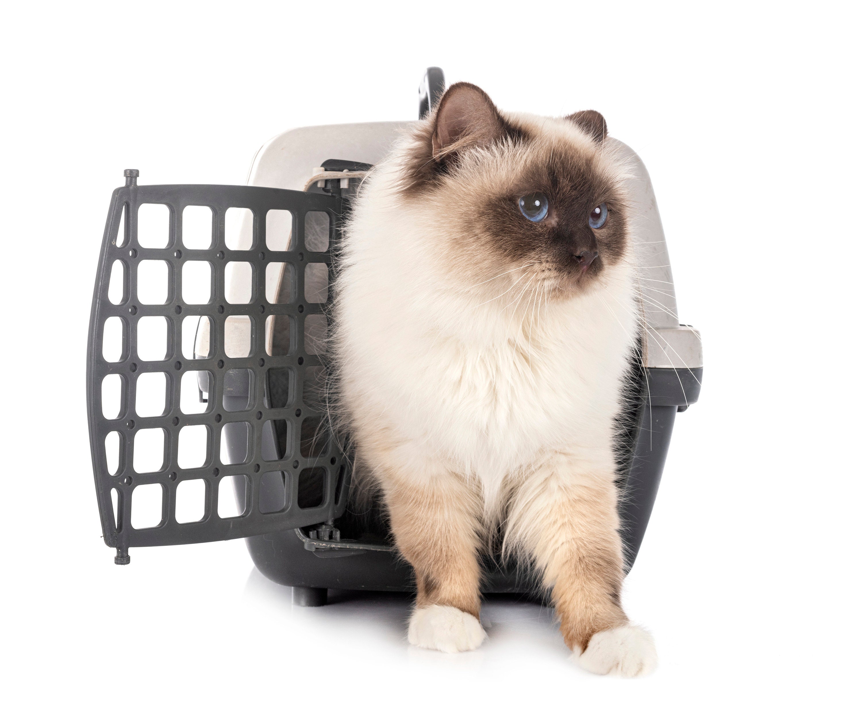 Cat carrier