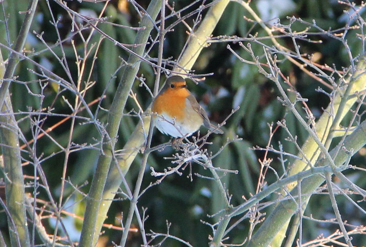 Der Ahornbaum im Garten ist ein beliebter Landeplatz