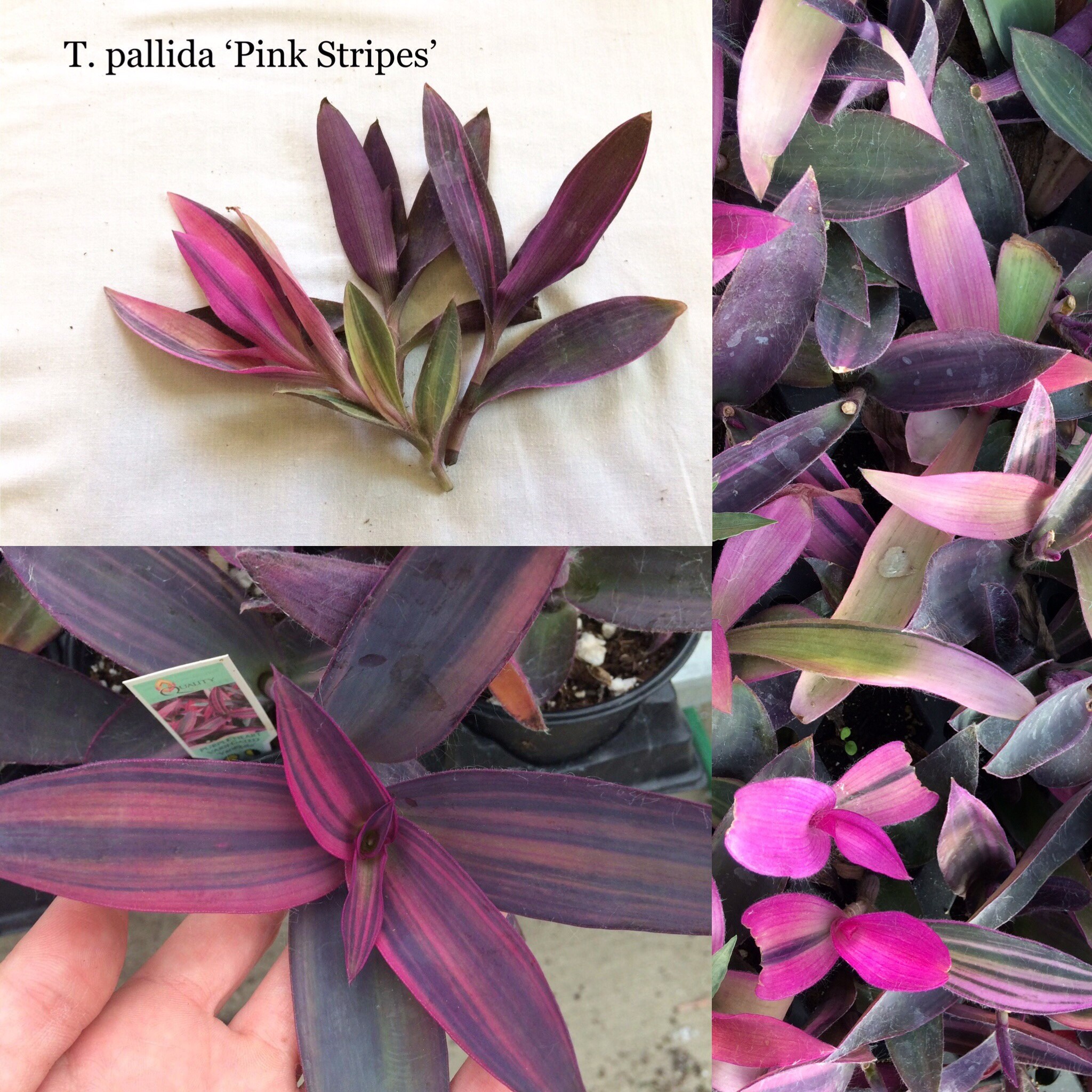 Which Variety Do I Have Tradescantia Care And Identification Which Variety Do I Have Tradescantia Care And Identification
