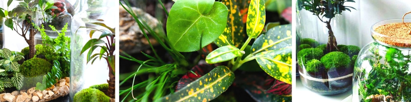 Terrarium végétal - Drop XL met Palm - Ecosystème végétal -↑37 cm