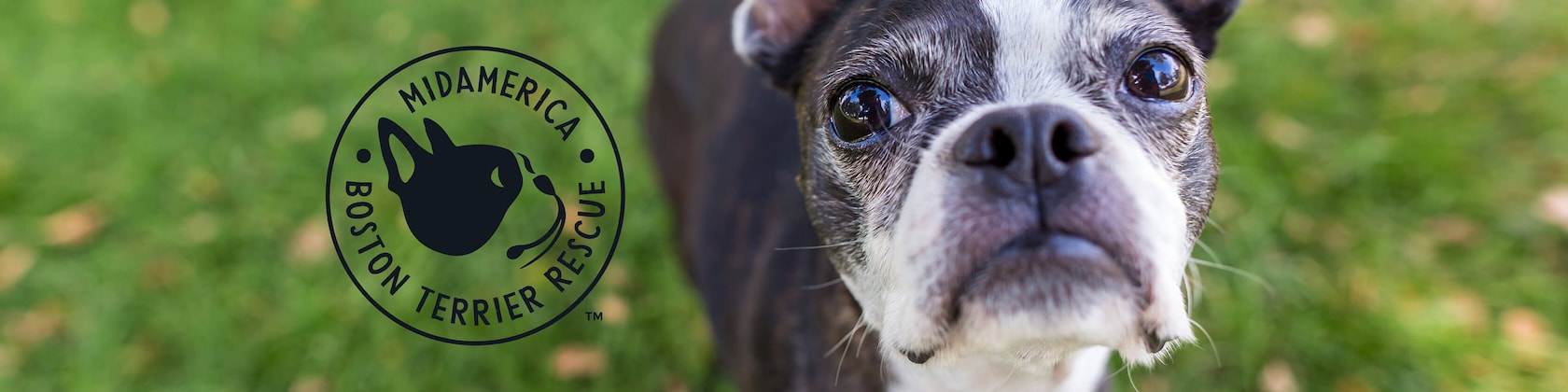 Boston terrier outlet shop