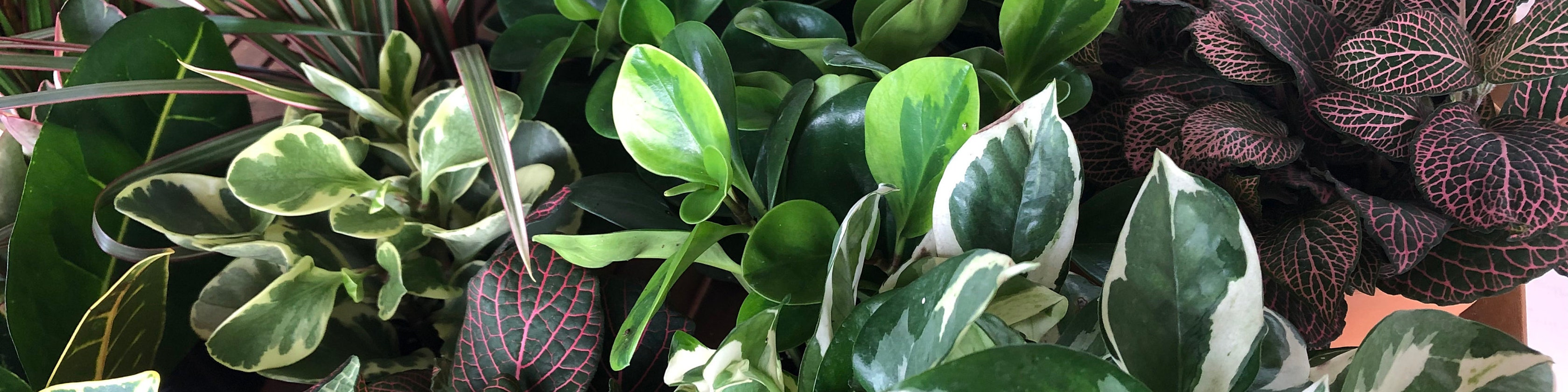 Selling unique indoor foliage plants. by FancyPlantsyLLC