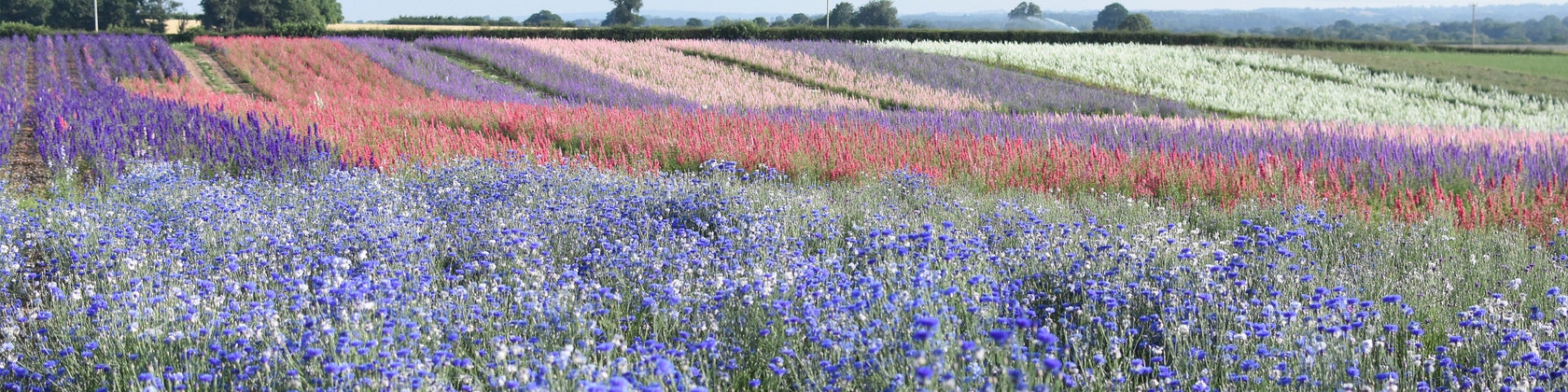 Shropshirepetals online