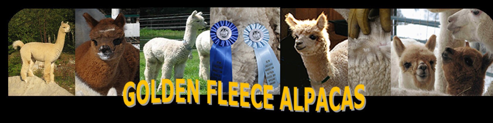 Golden Fleece - Yarn