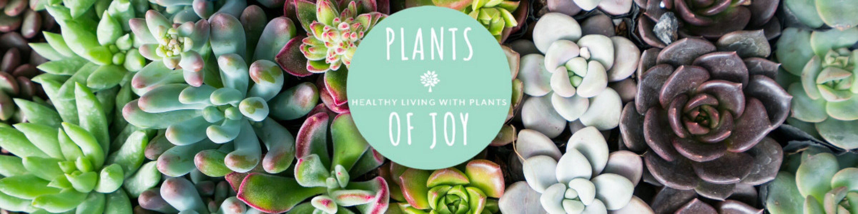 Plants of Joy Succulents & Cactus by PlantsOfJoy on Etsy