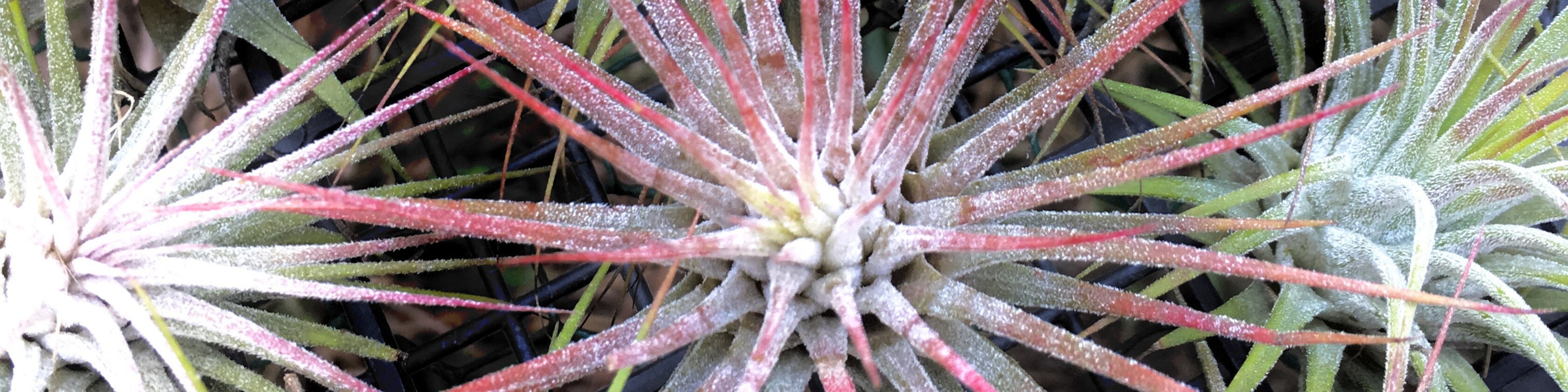 Premium Air Plants Grown in Houston Texas by AirPlantsYall on Etsy