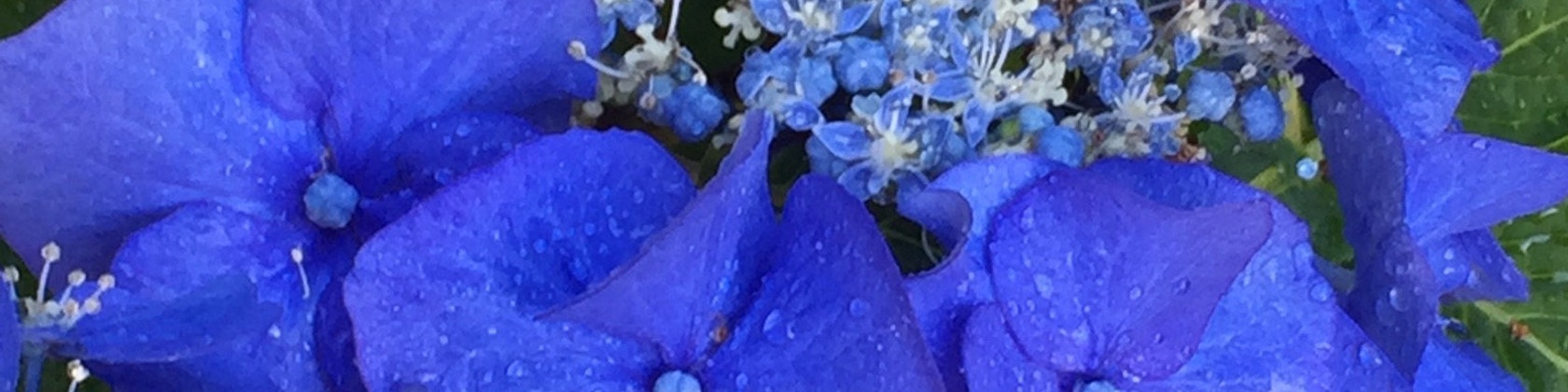 Hydrangea Serrata Stock Photos Hydrangea Serrata Stock Images