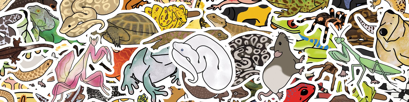 1 Pc Vinyl Frog Sticker Sheet, Tree Frog Stickers, Pacman Frog Sticker, Red  Eyed Tree Frog, Pacman Frog, Dumpy Tree Frog, Nature 