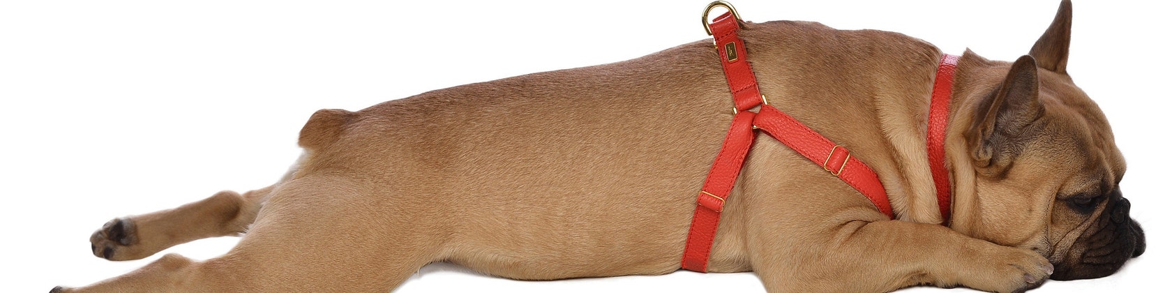 Lurril dog collars sales