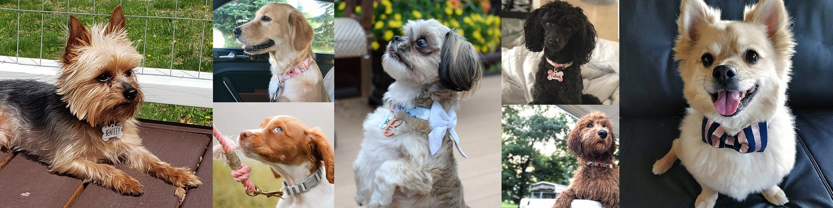Fashion Dog Collars Leashes Accessories By Sandypawscollarco Sandypawscollarco