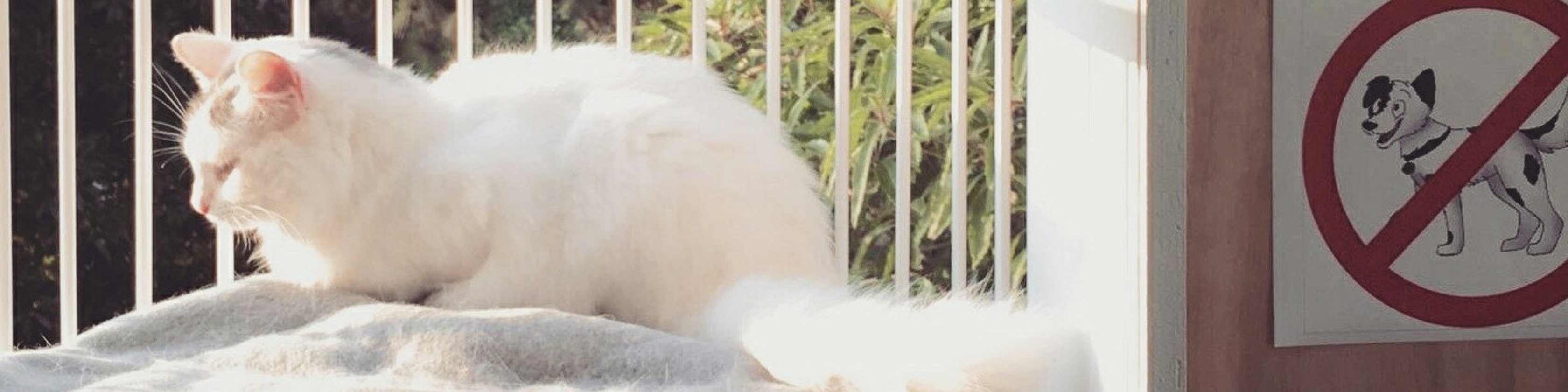 CatSolarium Etsy Canada